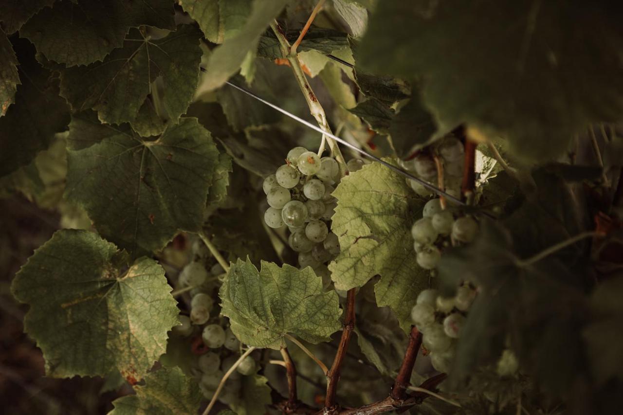 ロイトシャッハ Weingut Kollerhof Am Eichbergヴィラ エクステリア 写真