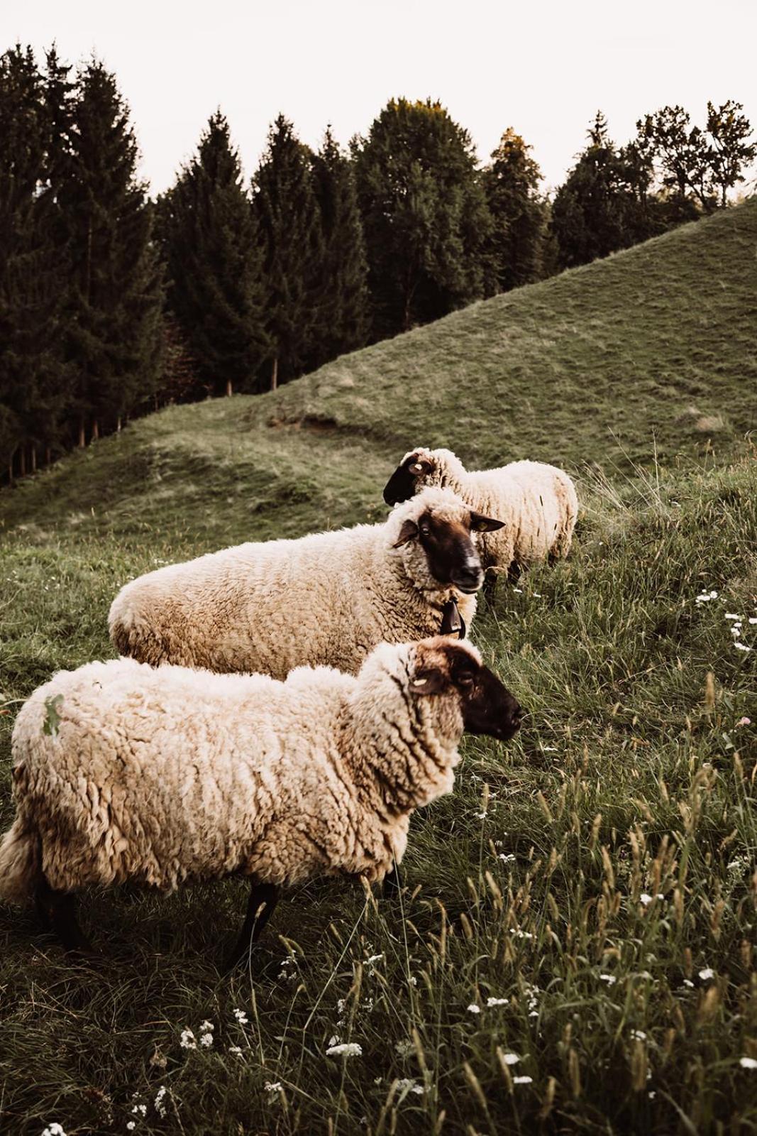 ロイトシャッハ Weingut Kollerhof Am Eichbergヴィラ エクステリア 写真